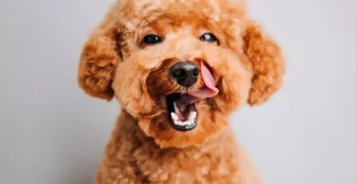 Il Barboncino: Un Compagno Elegante e Intelligente per la Famiglia