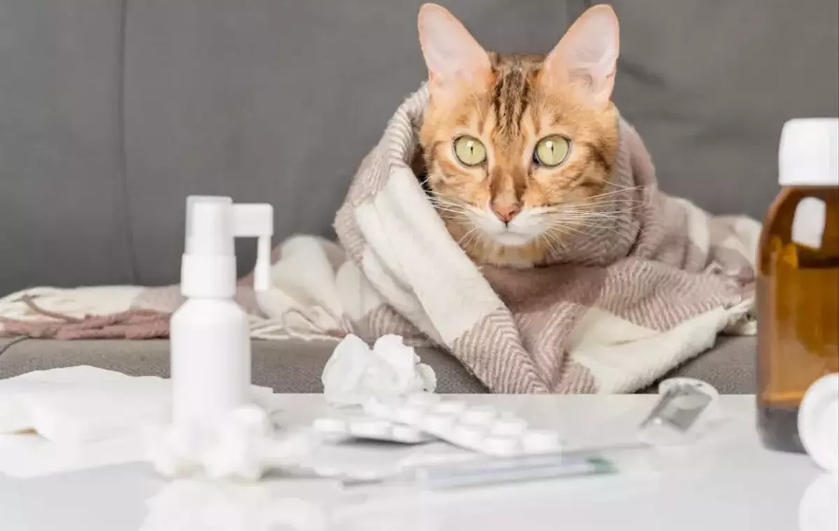 Influenza Felina: Comprendere, Trattare e Prevenire la Malattia Respiratoria del Gatto