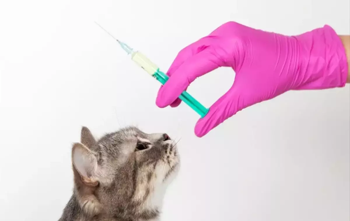 Guida Completa alla Vaccinazione Felina e ai Sarcomi Post-Vaccinali