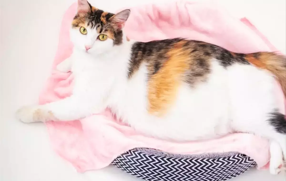 Guida Completa alla Gravidanza Felina: Tutto Quello Che Devi Sapere