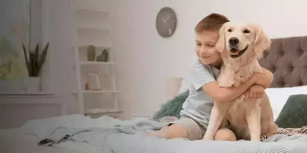 Essential Cat Care Products: Grooming, Litter, and Fun Toys