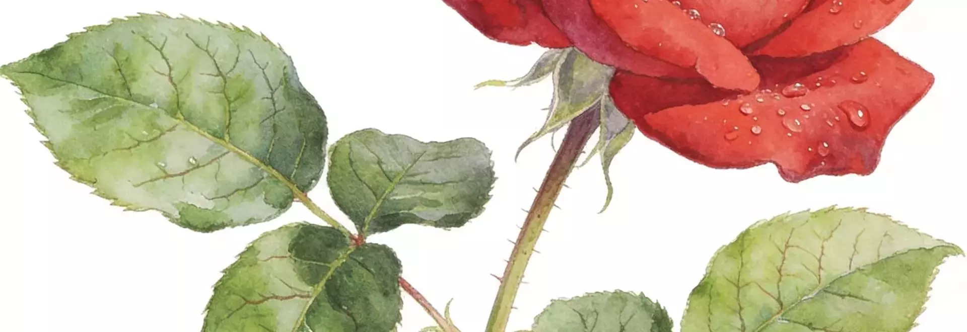 How to Document Your Artistic Journey