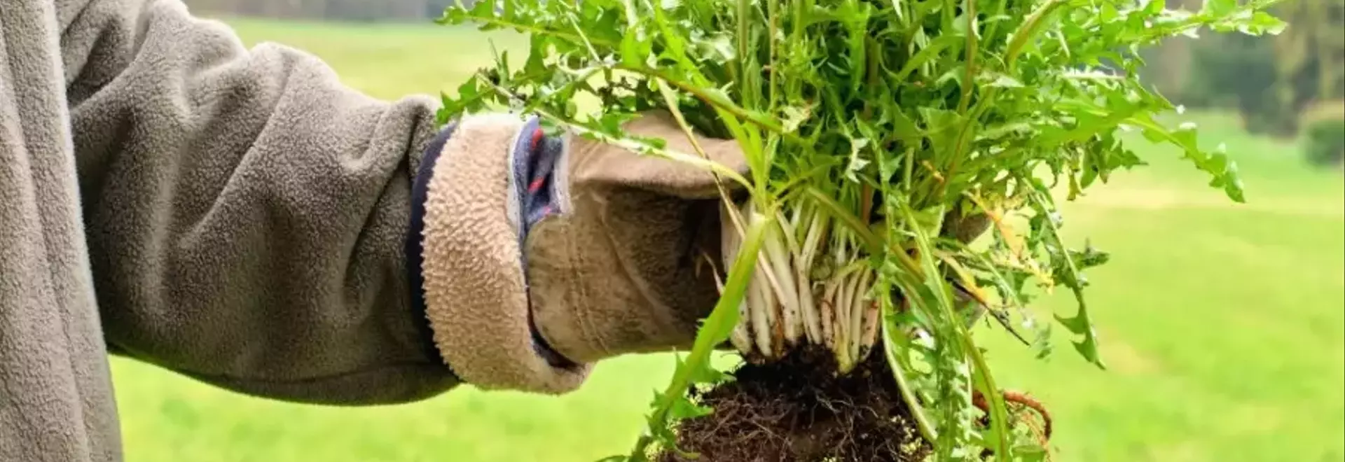 Il Tarassaco: Benefici, Usi e Proprietà di una Pianta Versatile