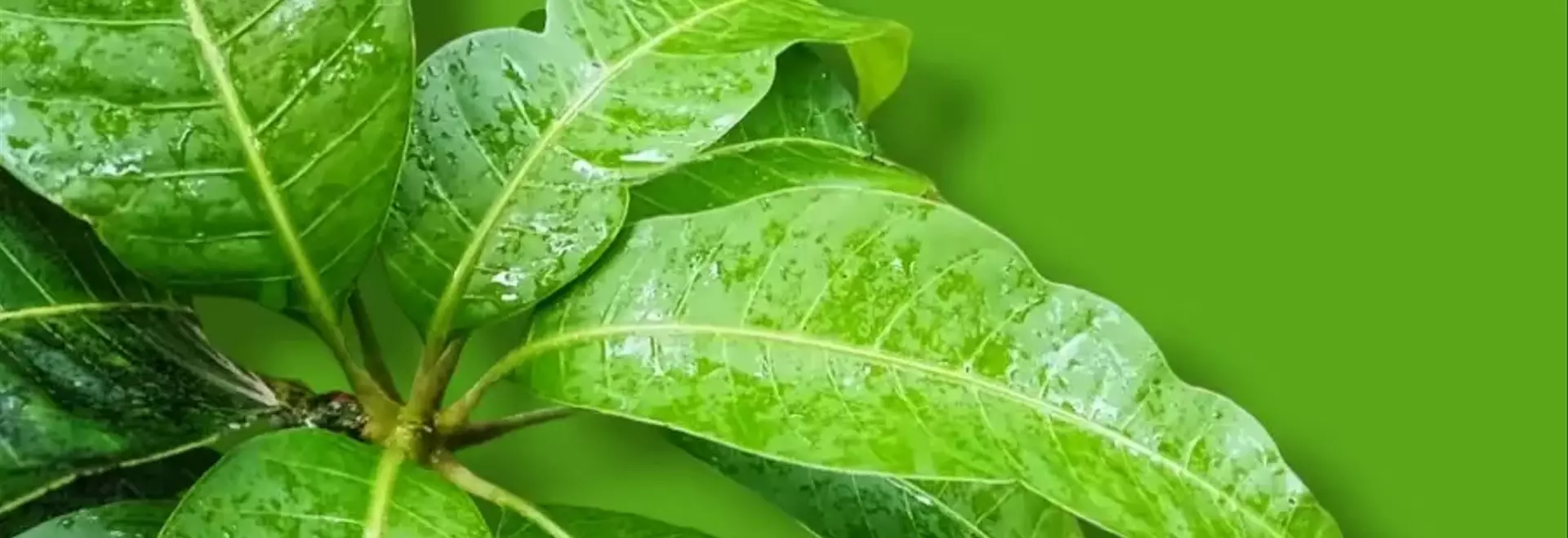 Le Foglie di Mango: Un Tesoro Naturale per il Benessere