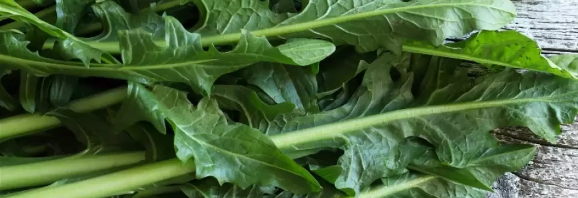 I Molteplici Vantaggi della Cicoria: Un Alleato Naturale per la Salute