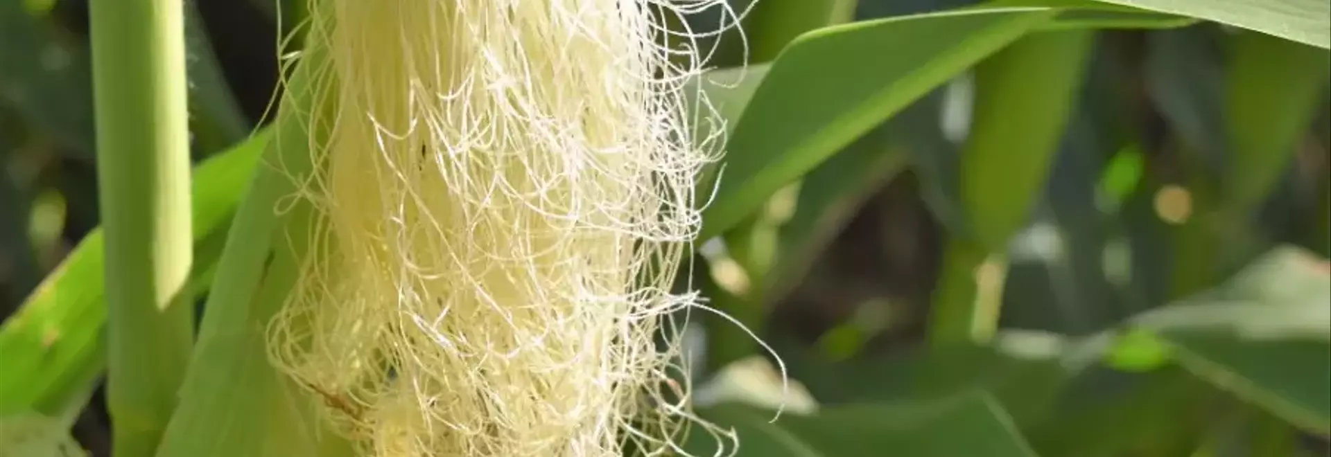 I benefici e gli usi della barba di mais: una guida completa