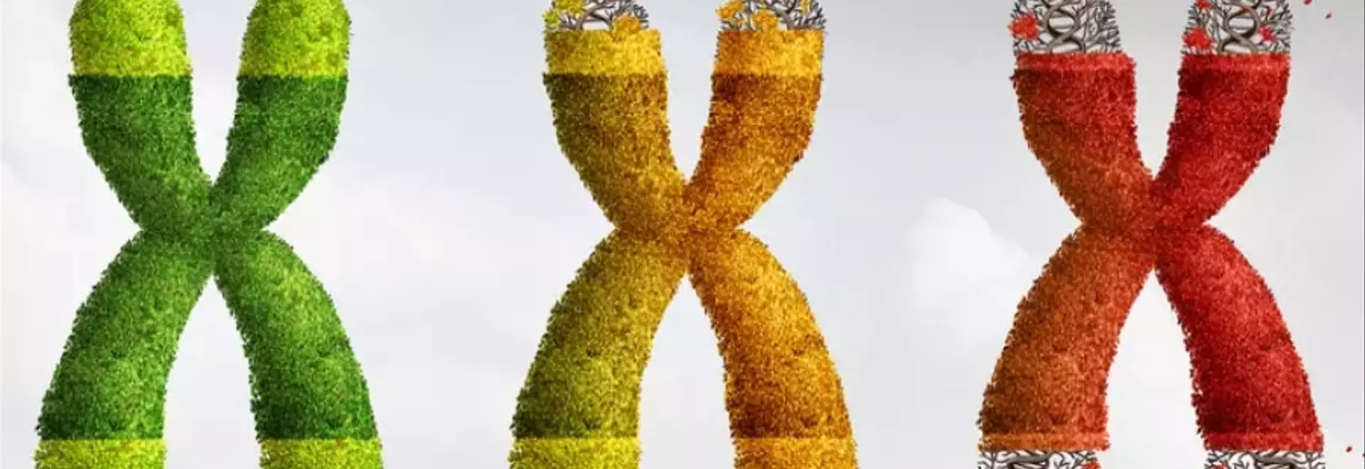 L'Età Biologica: Oltre il Tempo Cronologico