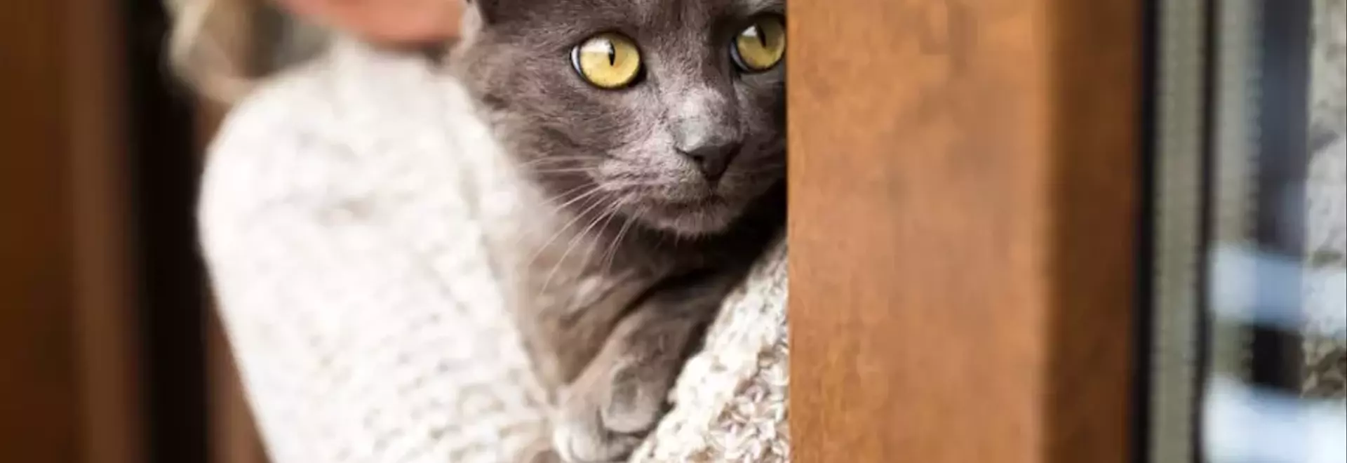 La Felicità nella Terza Età: L'Influenza Positiva di un Gatto