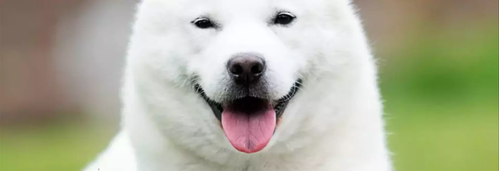 Hokkaido: Il Fedele Compagno Giapponese dalle Terre Fredde