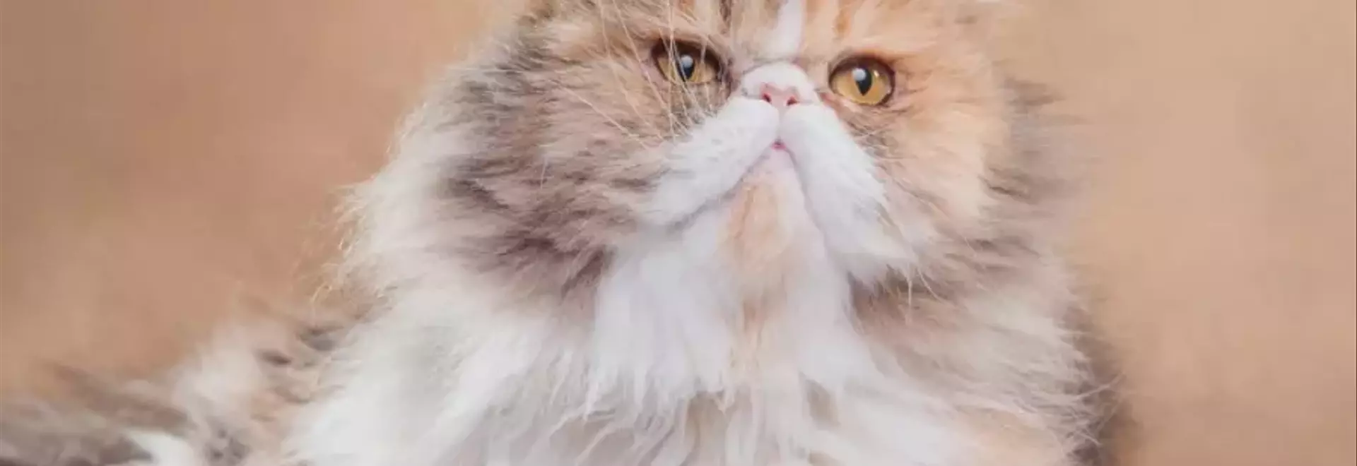 Il Fascino del Gatto Persiano: Una Guida Completa alla Razza