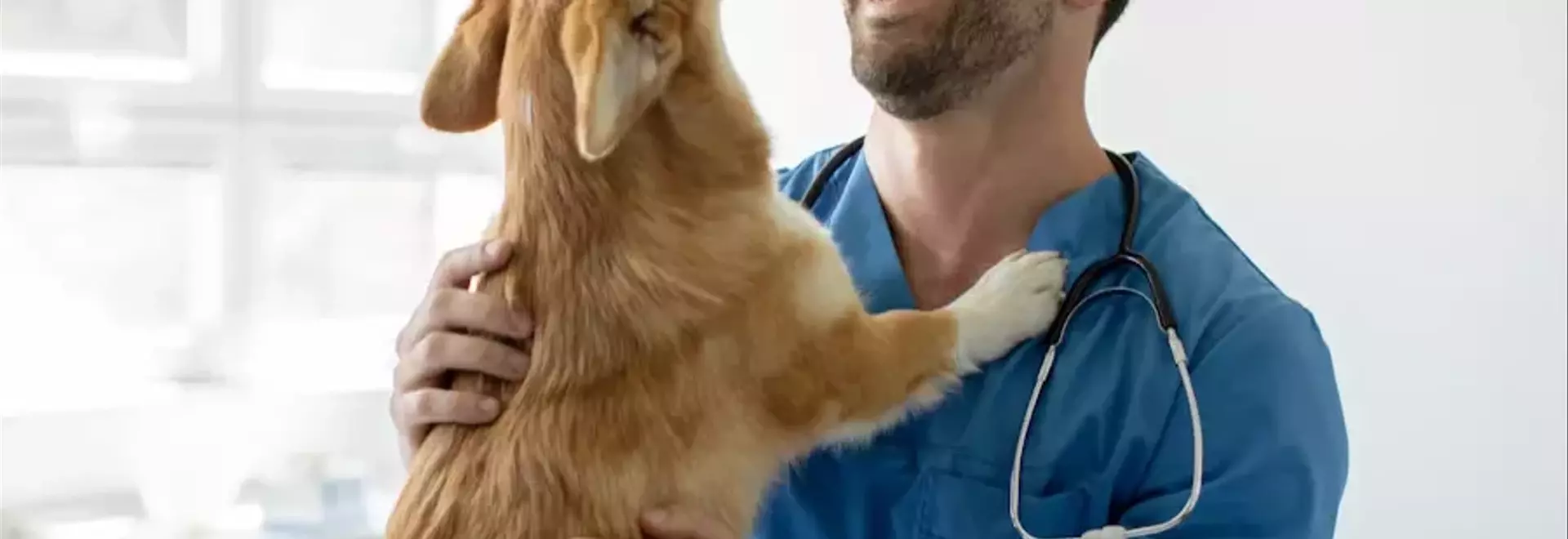 Castrazione Canina: Benefici, Procedure e Considerazioni Importanti