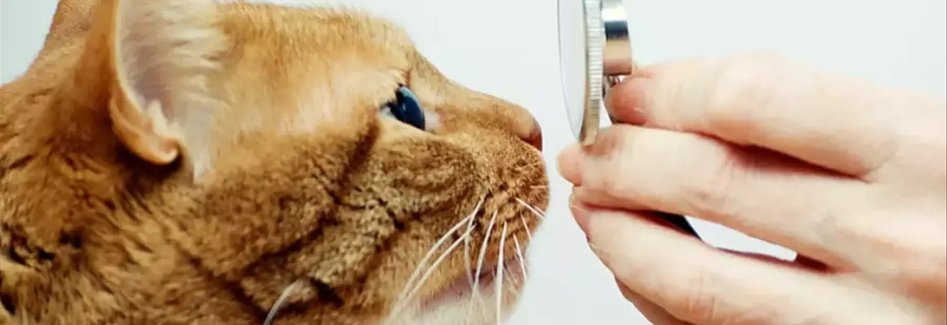 Dermatofitosi Felina: Cause, Sintomi e Trattamenti Efficaci