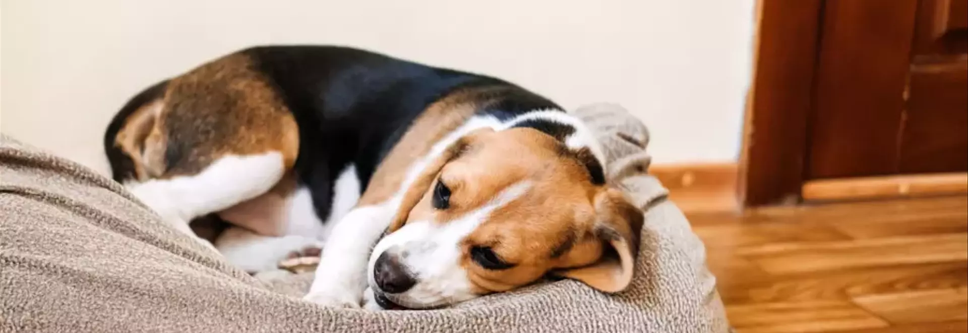 La Tosse nel Cane: Guida Completa su Cause, Tipi, Diagnosi e Prevenzione