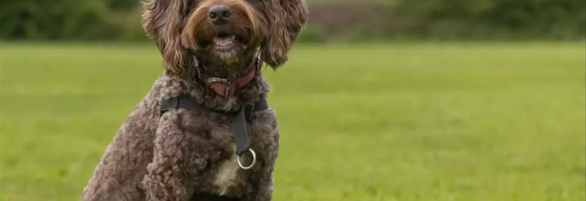 Cockapoo: La Guida Completa alla Razza Ibrida Più Amata