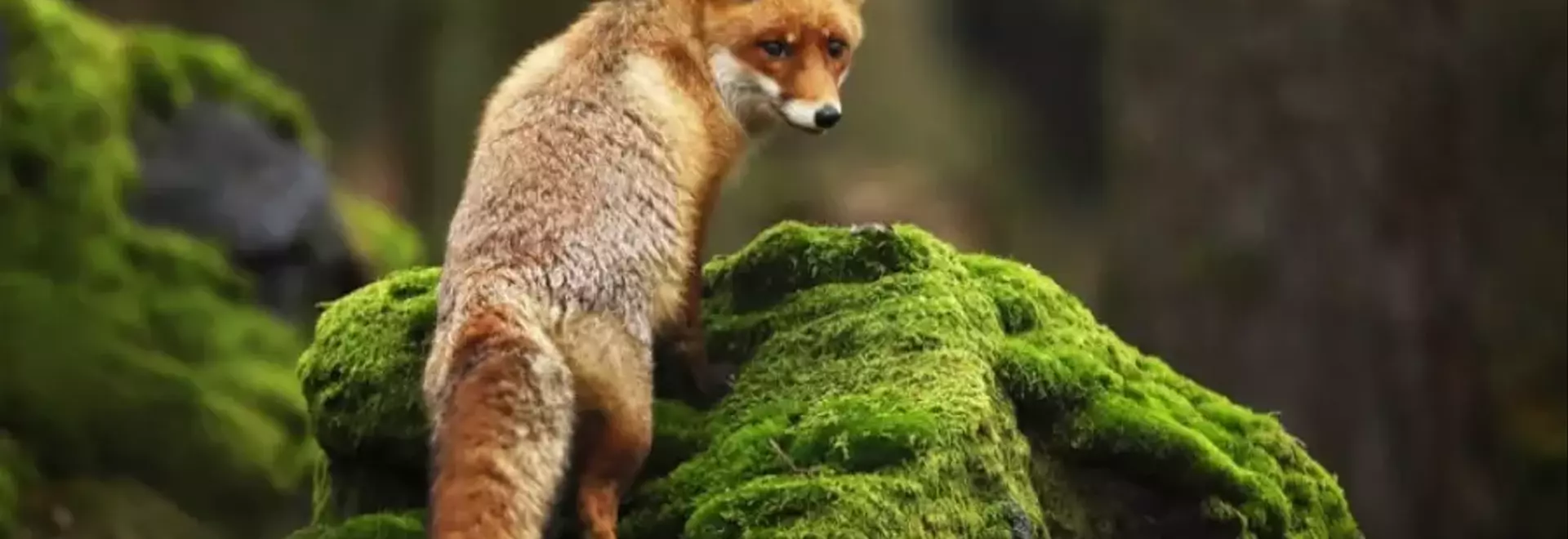 La Rabbia: Sintomi, Prevenzione e Strategie di Vaccinazione in Umani e Animali