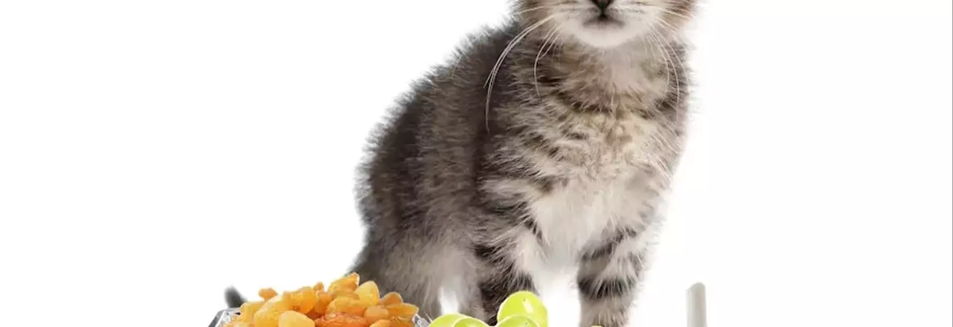 Guida Essenziale agli Alimenti: Cosa Possono e Non Possono Mangiare i Gatti