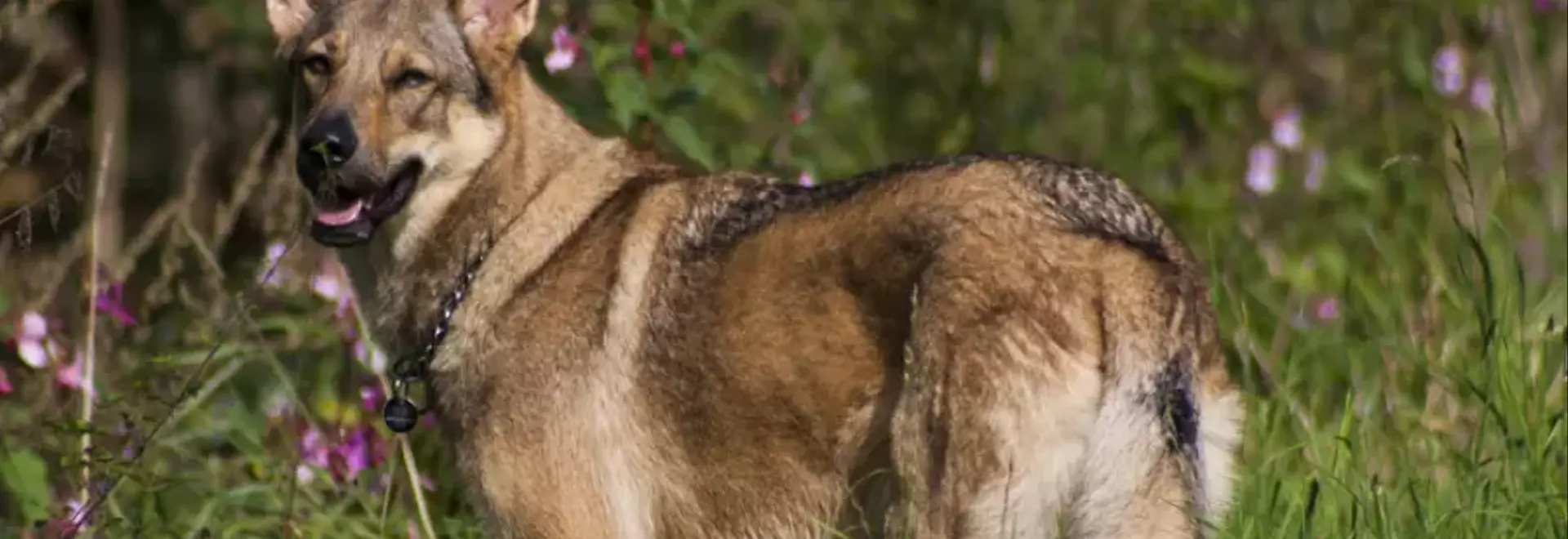 Il Cane Lupo Americano: Una Guida Completa alla Razza Ibrida