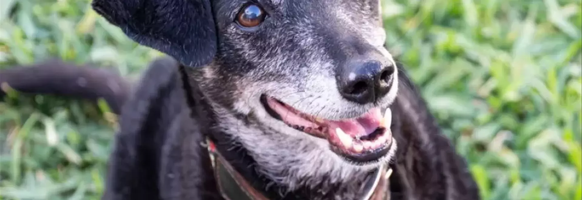 Cani di Razza e Meticci: Un'Analisi Comparativa sulla Salute Canina