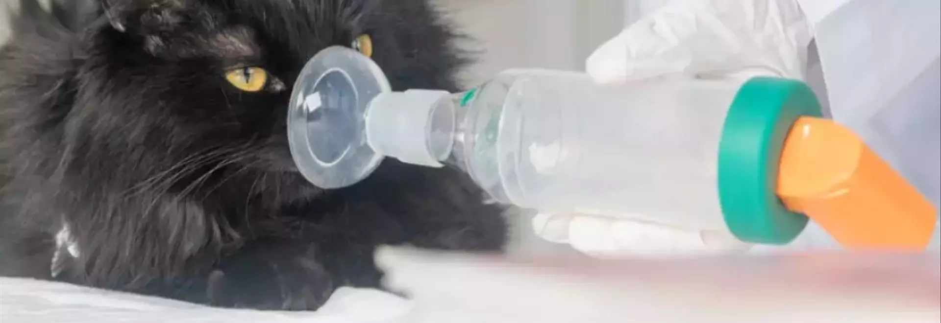 Asma Felina e Bronchite Cronica: Una Guida Completa alla Salute Respiratoria del Gatto