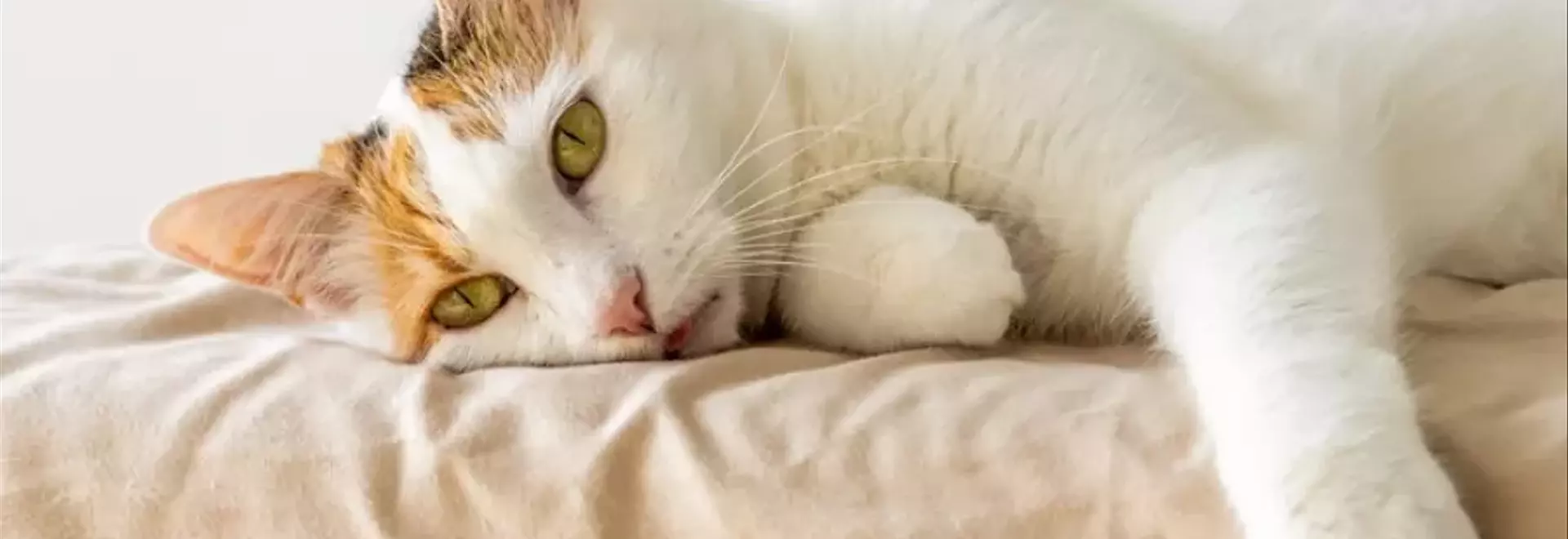 Segnali e Cura del Gatto Anziano: Una Guida per i Proprietari