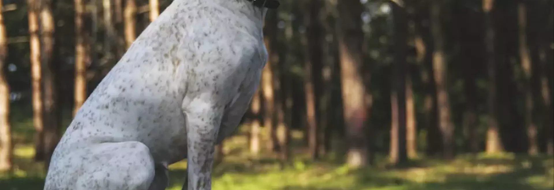 Il Bracco del Borbonese: Un Compagno Nobile per la Caccia e la Famiglia