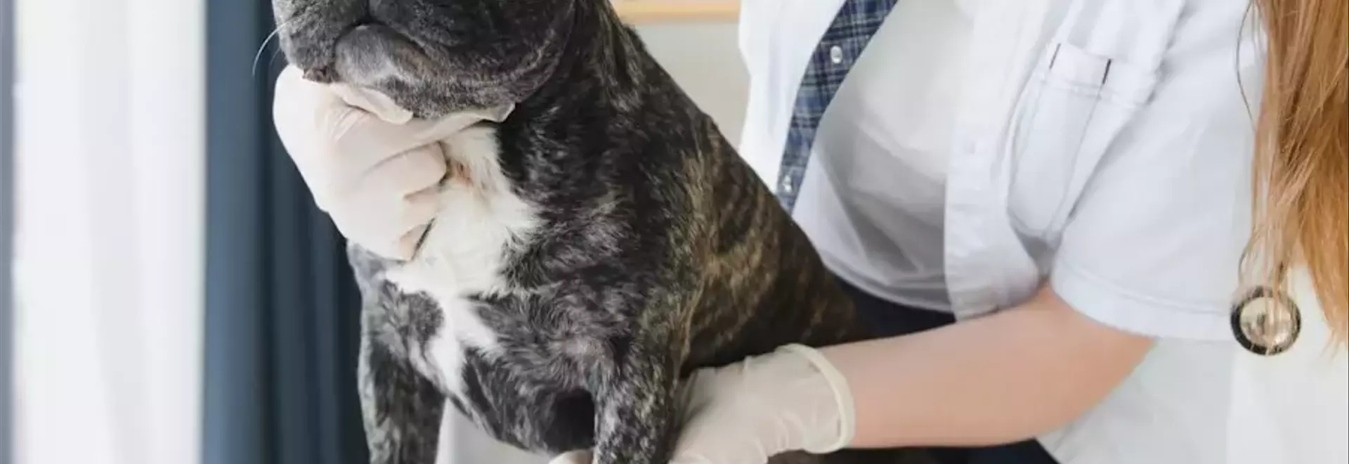Il Papilloma nel Cane: Guida Completa alla Malattia e alla Cura