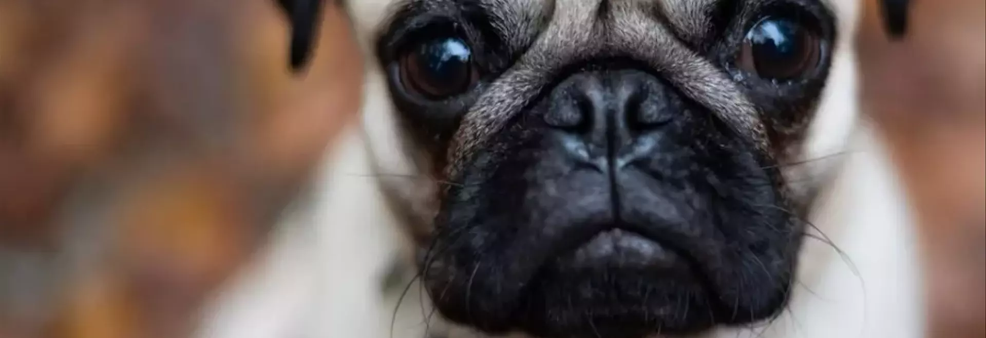 Il Carlino: Un Compagno Affascinante e le Sue Peculiarità