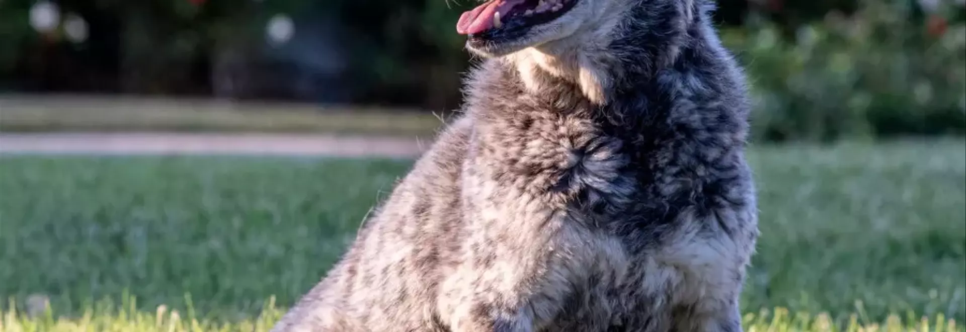 Cane da bestiame dalla coda tronca australiano: Compagno Rustico e Fedele