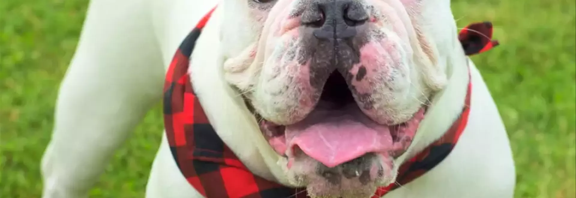 Guida Completa al Bulldog Australiano: Caratteristiche, Cura e Comportamento