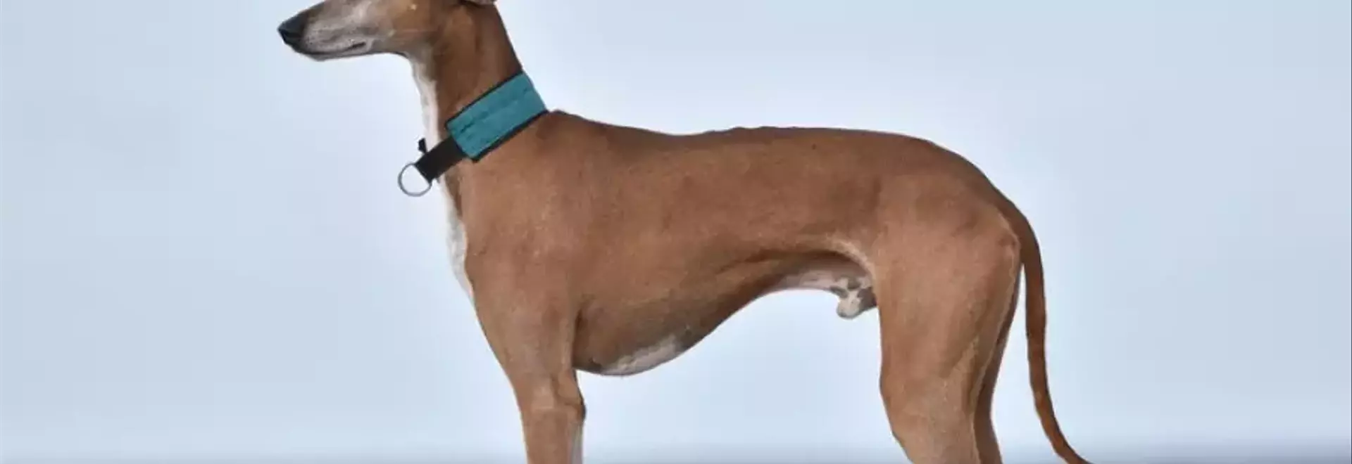 Azawakh: Un Levriero Africano tra Eleganza e Indipendenza