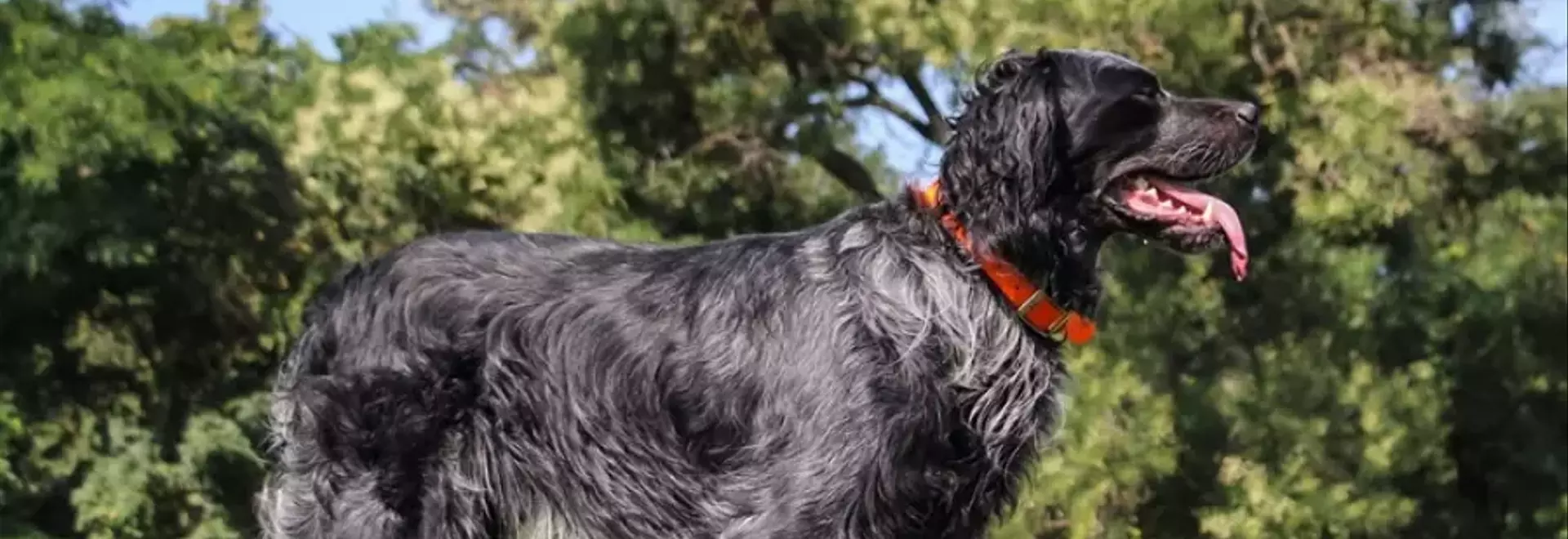 Guida Completa all'Epagneul Bleu de Picardie: Storia, Cura e Carattere