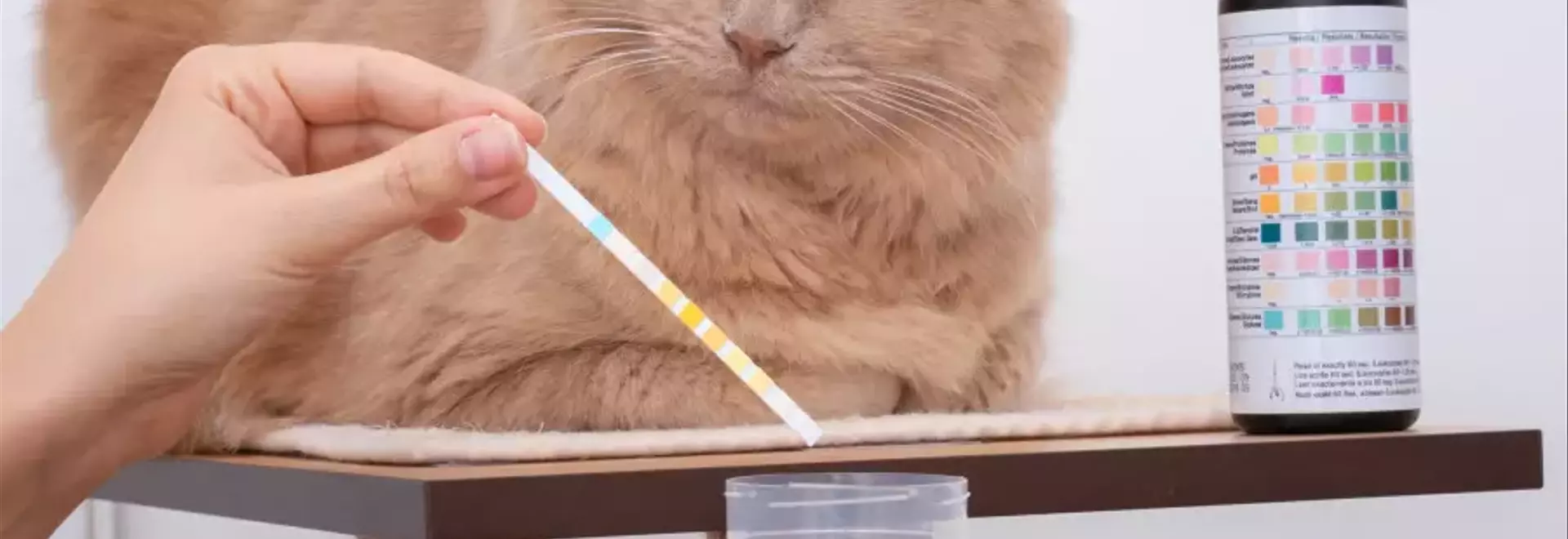 Gestione e Prevenzione della Cistite Felina