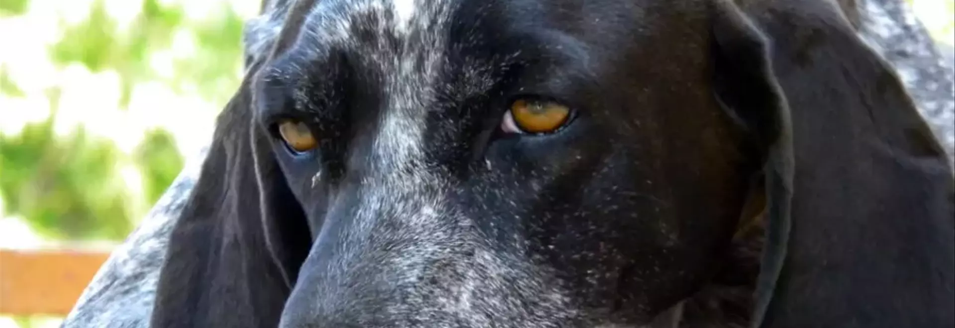 Il Bracco Francese di Tipo Guascogna: Una Guida Completa alla Razza