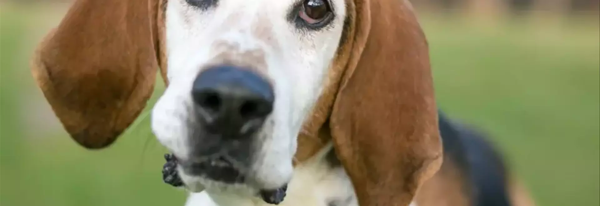 Il Foxhound Inglese: Un Compagno Nobile e Dinamico
