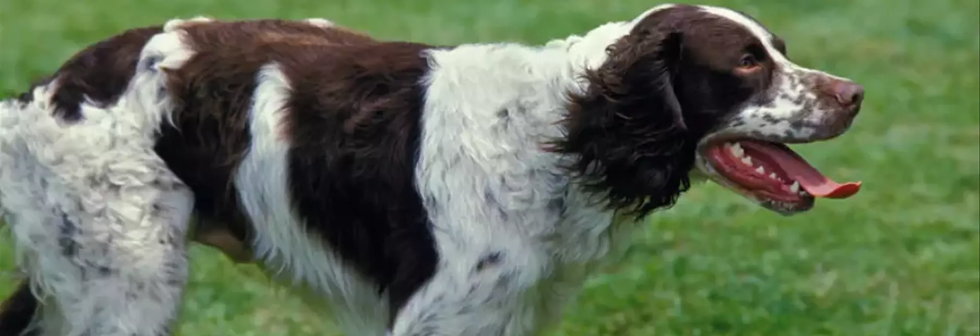 Il Fascino dell'Épagneul Français: Compagno Leale e Cacciatore Nato