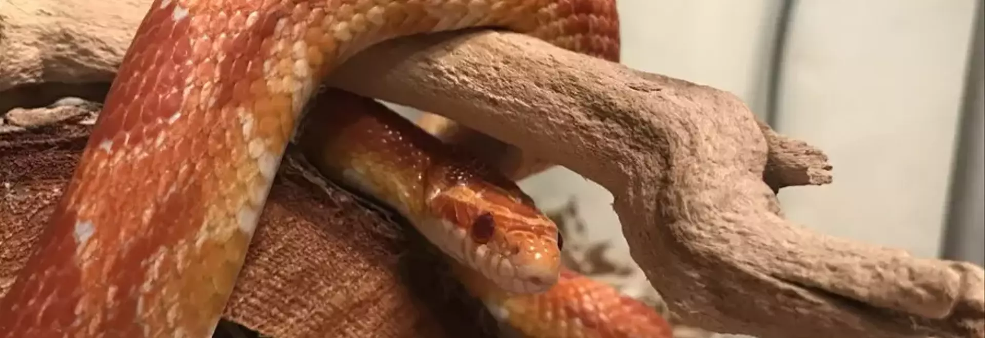 Guida Completa all'Allestimento di un Terrario Ideale per Serpenti