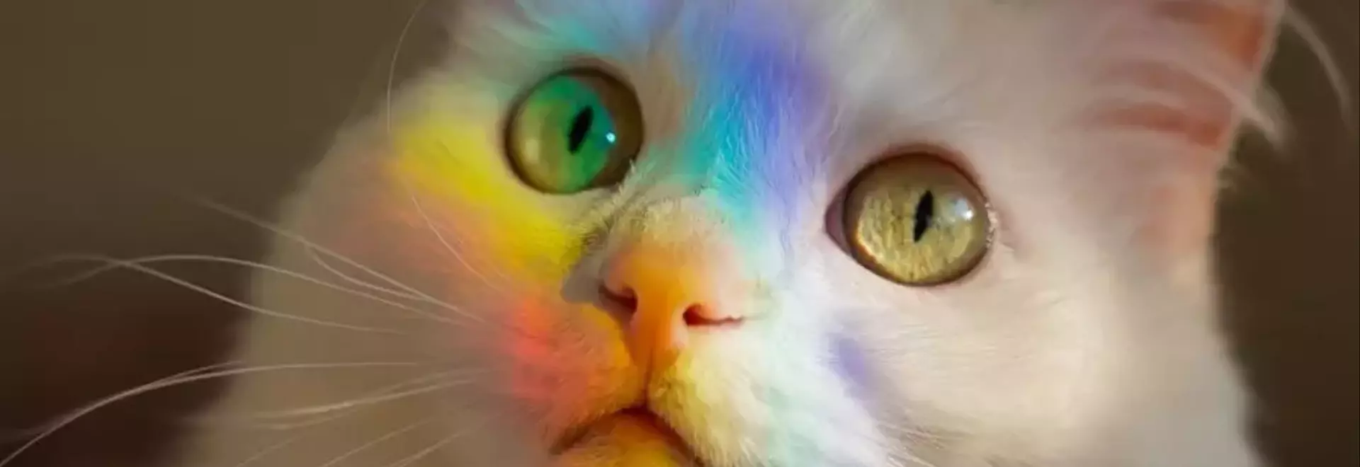 La percezione cromatica felina: i gatti distinguono i colori?