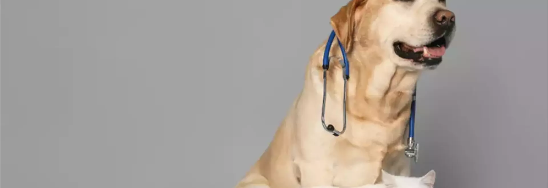 Kit di Primo Soccorso Essenziale per Cani e Gatti