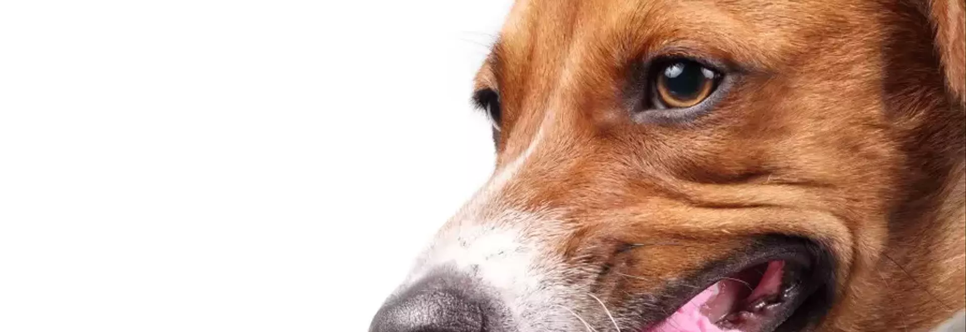 Pica nel Cane: Un'Analisi Approfondita del Comportamento Anomalo