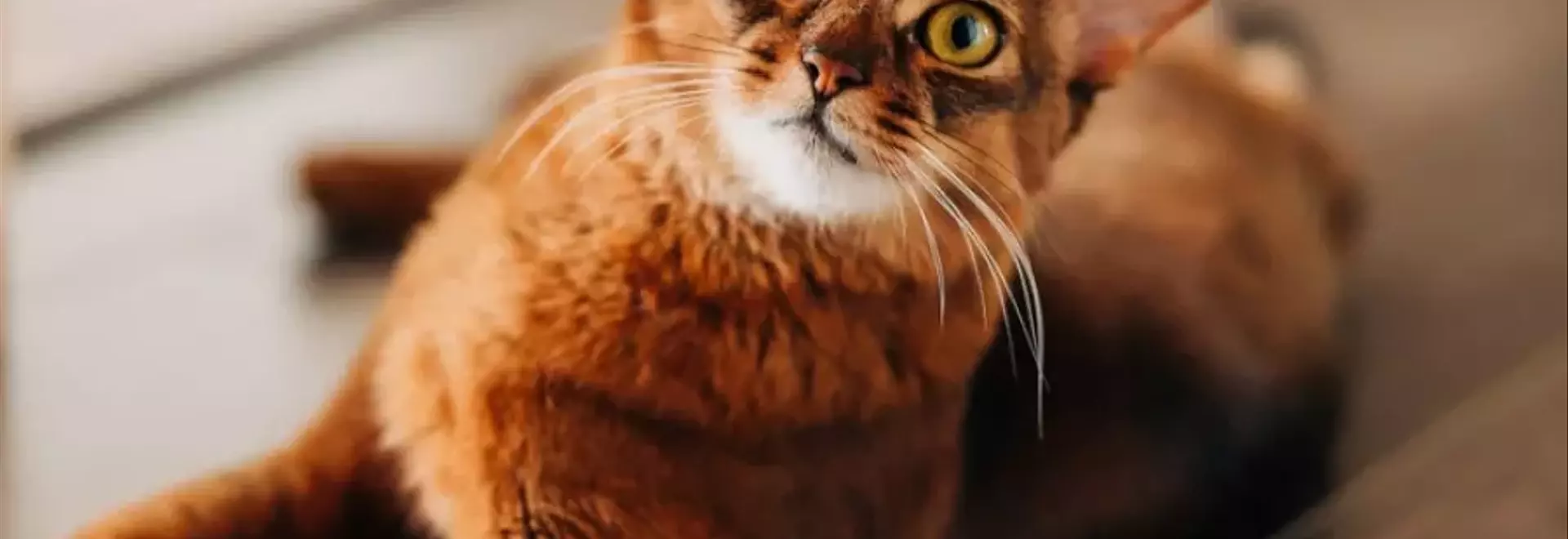 Il Gatto Somalo: Eleganza Felina e Compagno Ideale