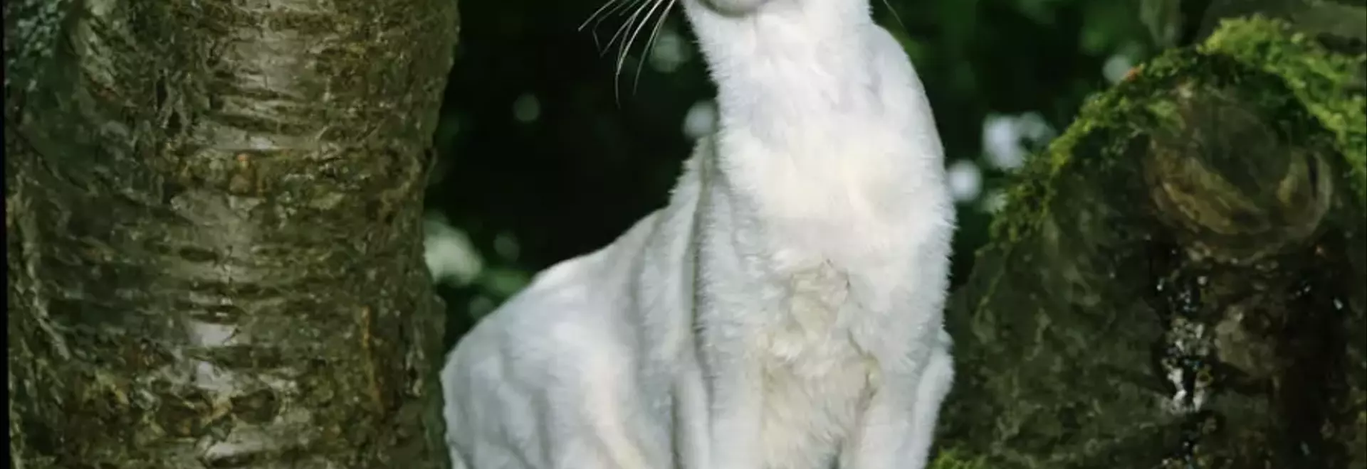 Il Gatto Foreign White: Eleganza Felina e Carattere Affettuoso