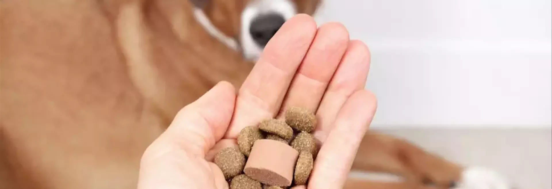 Prevenzione della Filariosi Canina: Guida Completa