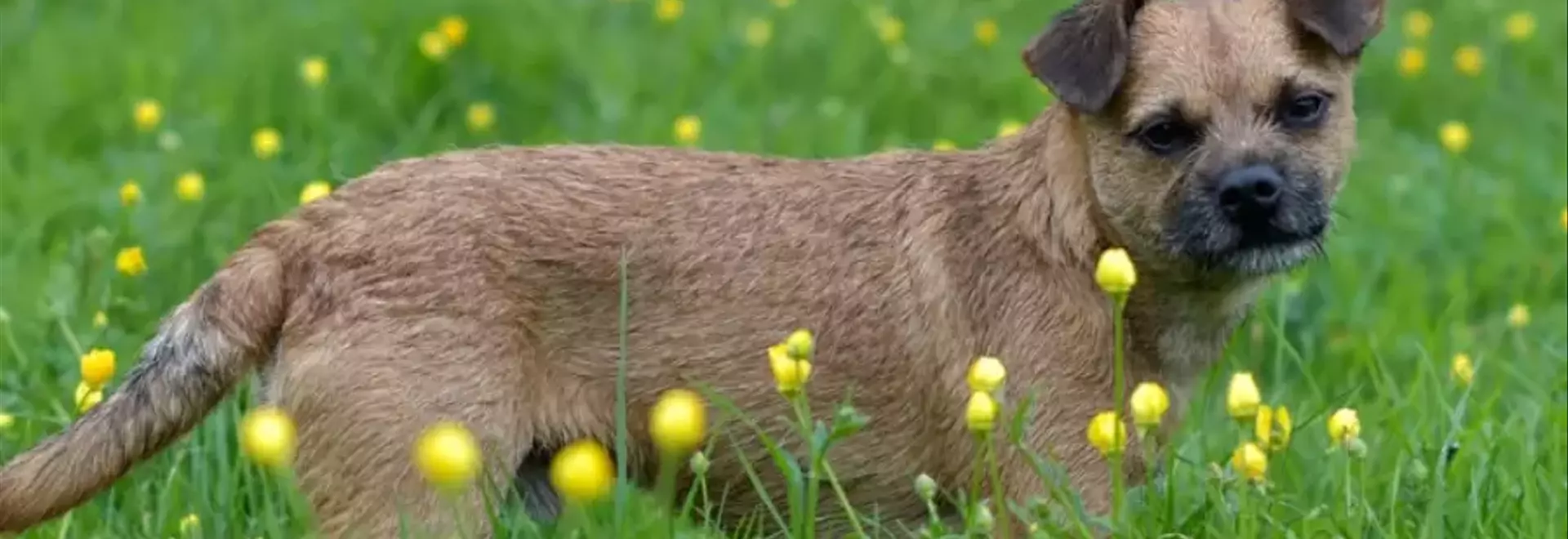 Il Border Terrier: Una Guida Completa alla Razza Canina