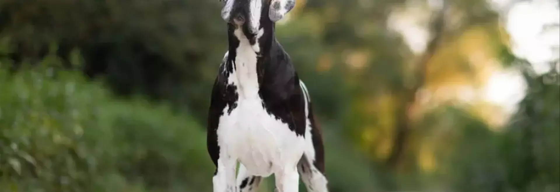 Il Grande Danese: Un Compagno Gigante dal Cuore Gentile