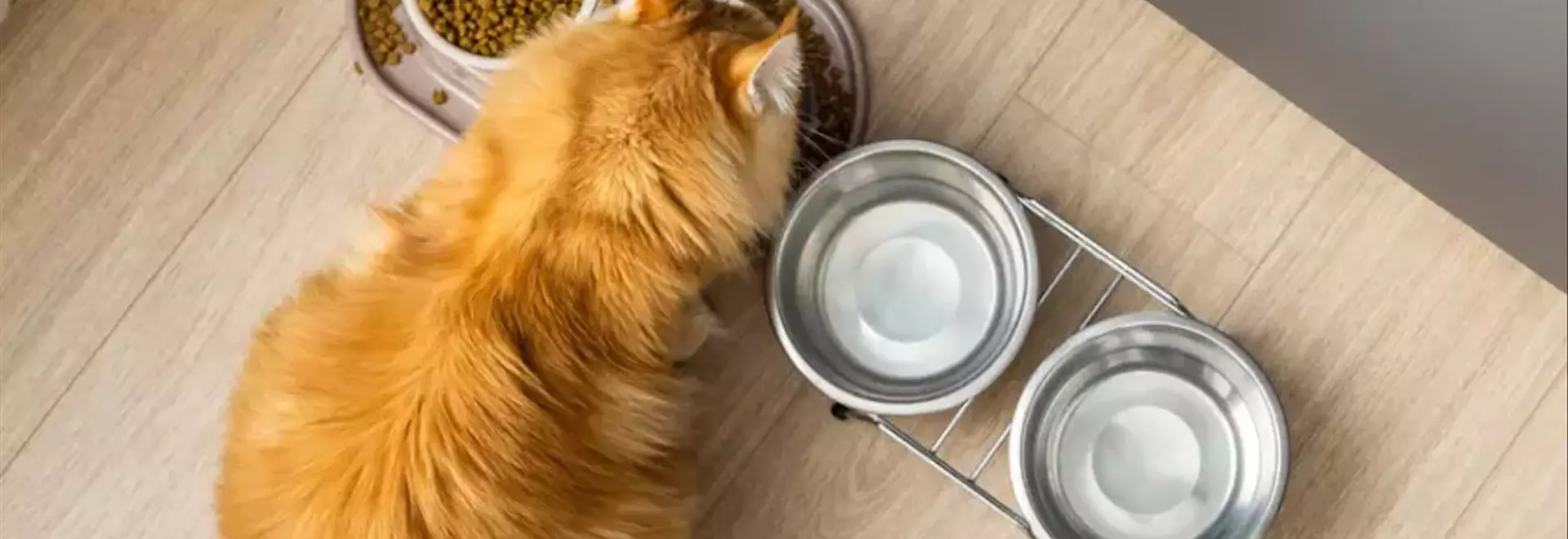 Guida Essenziale all'Alimentazione del Gatto: Consigli per una Vita Sana