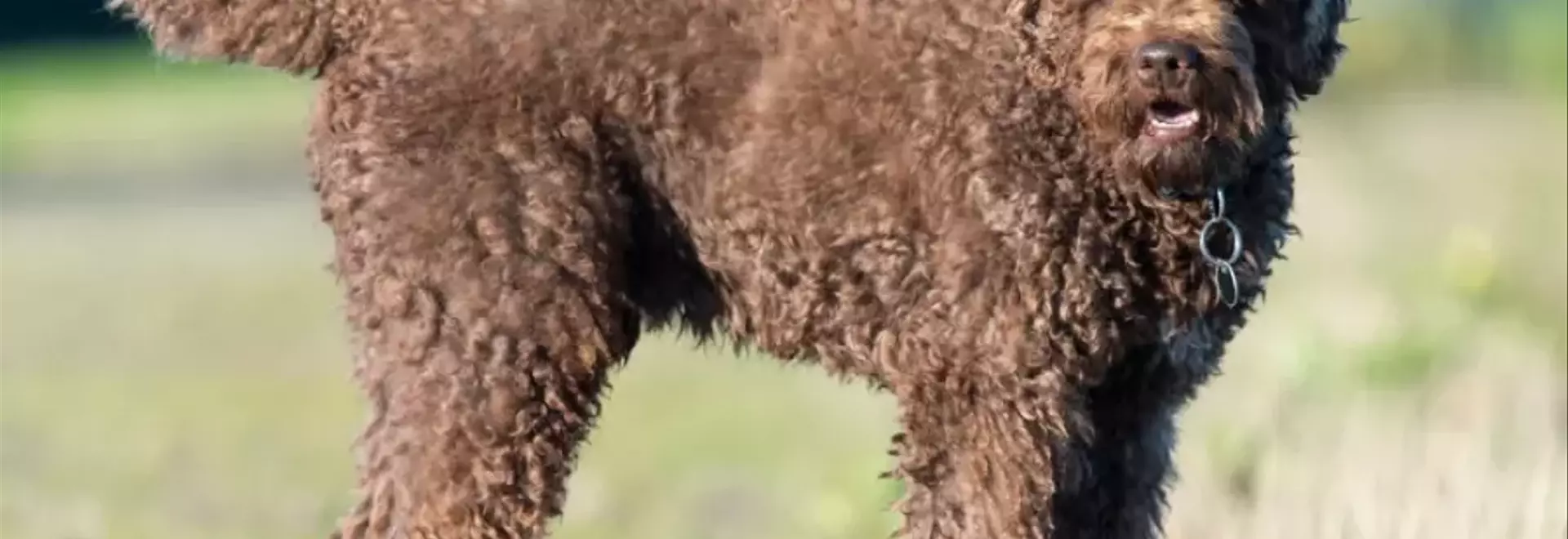 Il Barbet: Un Compagno Fedele e Versatile dalle Origini Antiche