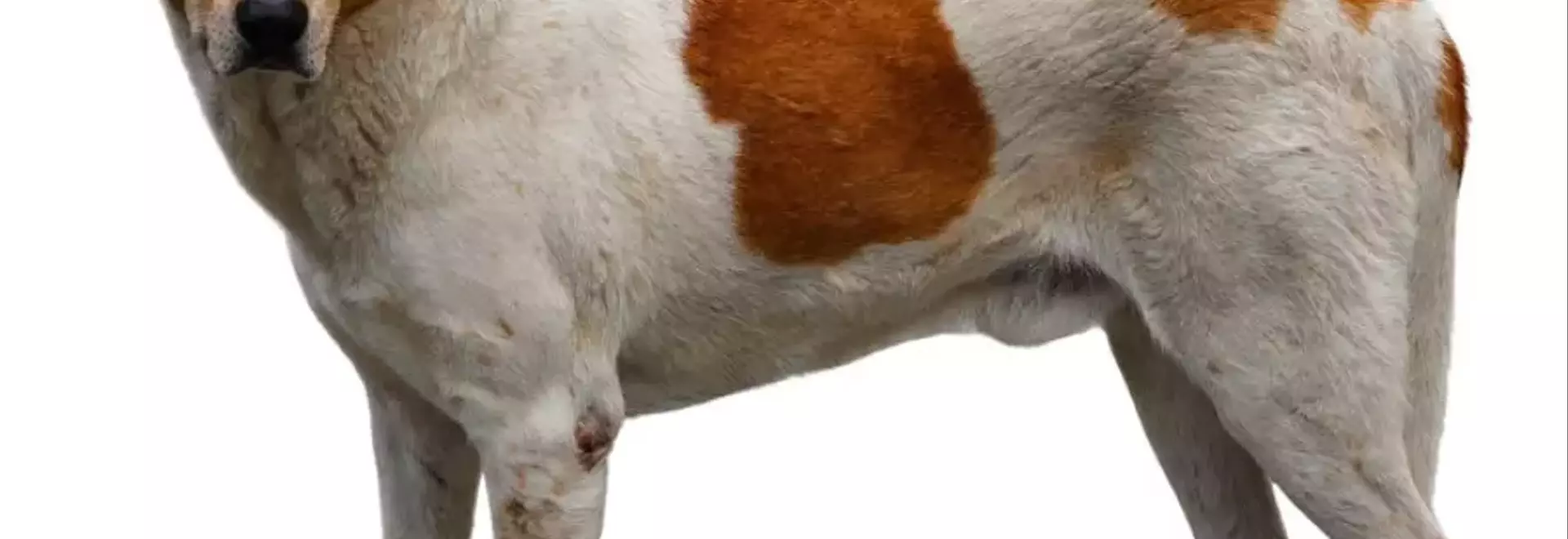 Il Billy: Un Compagno Leale e Vivace per la Tua Vita