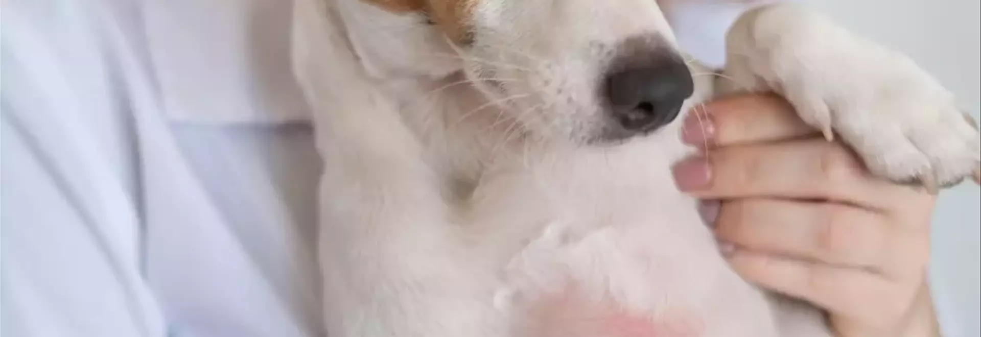 Dermatite Atopica Canina: Guida Completa alla Gestione e Cura