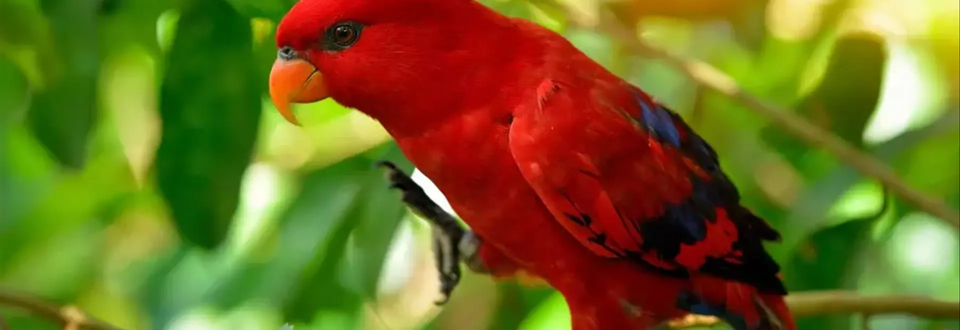 Il Lorichetto Rosso: Una Guida Completa all'Affascinante Pappagallo del Bornea