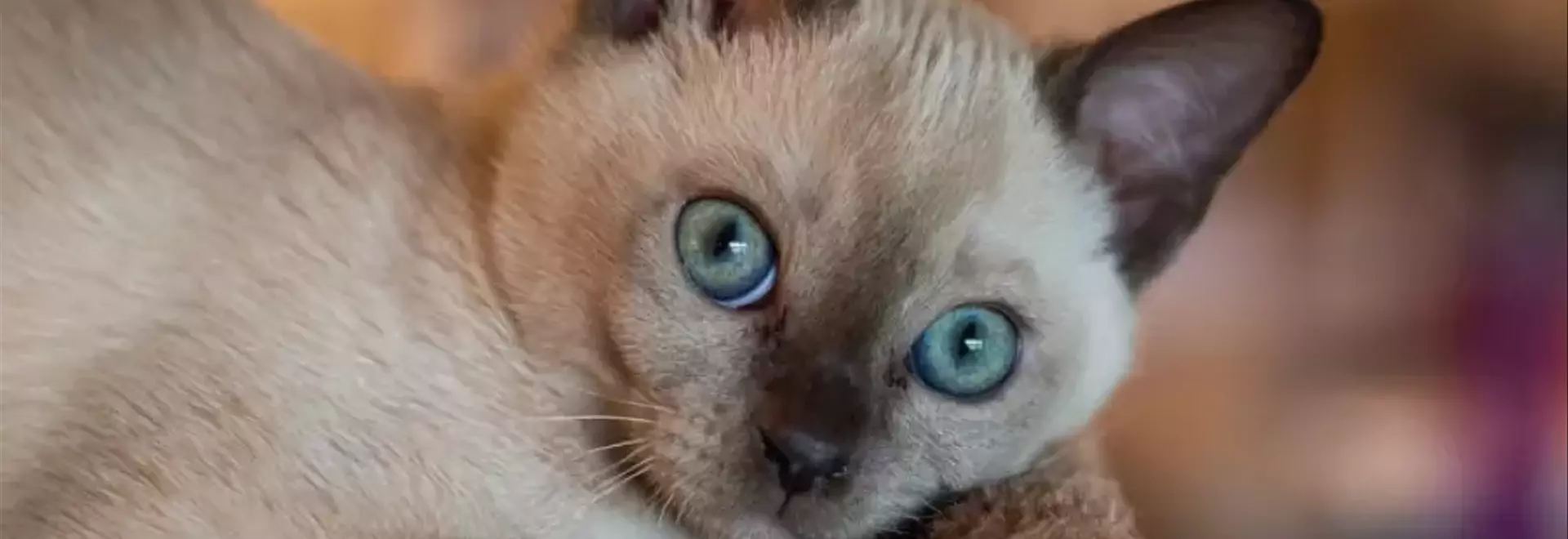Tonkinese: La Guida Completa alla Razza Felina